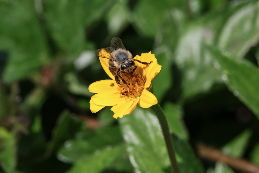 abeilles Mélipones