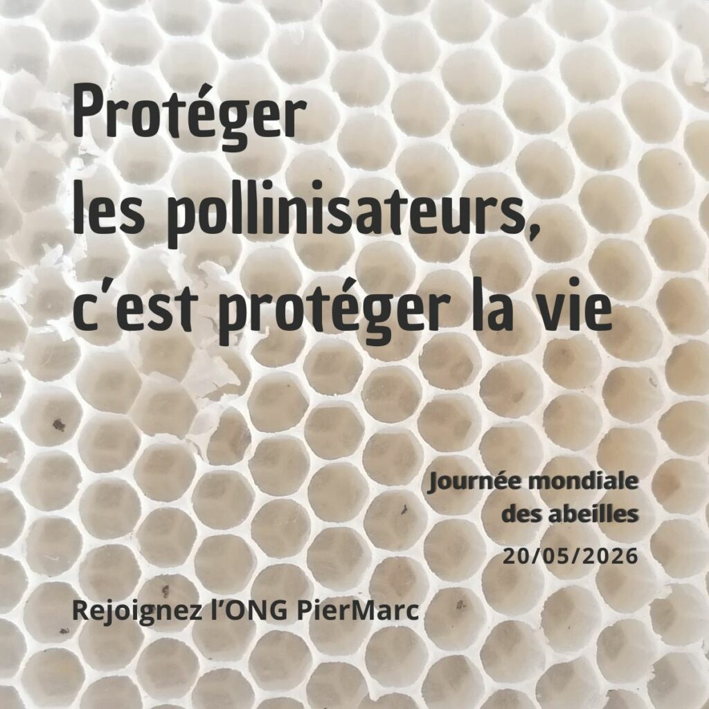 Nid d’abeilles en gros plan – Journée mondiale des abeilles 2026 et protection des pollinisateurs