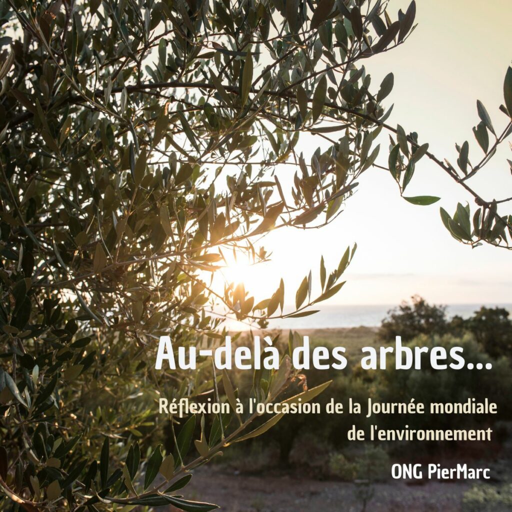 Olivier au coucher du soleil illustrant l’article Au-delà des arbres de l’ONG PierMarc